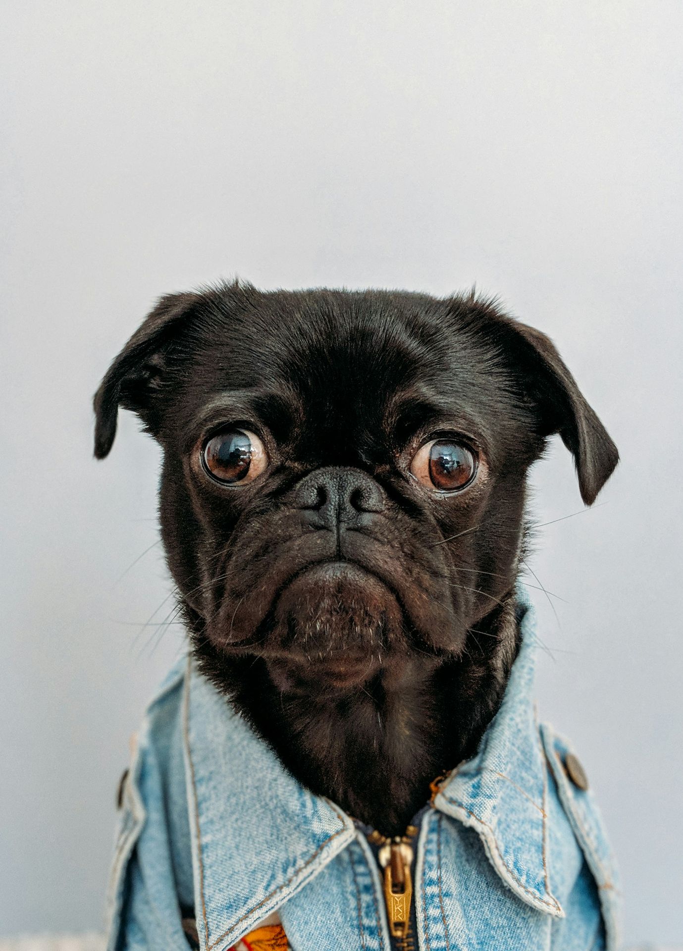 Dogs