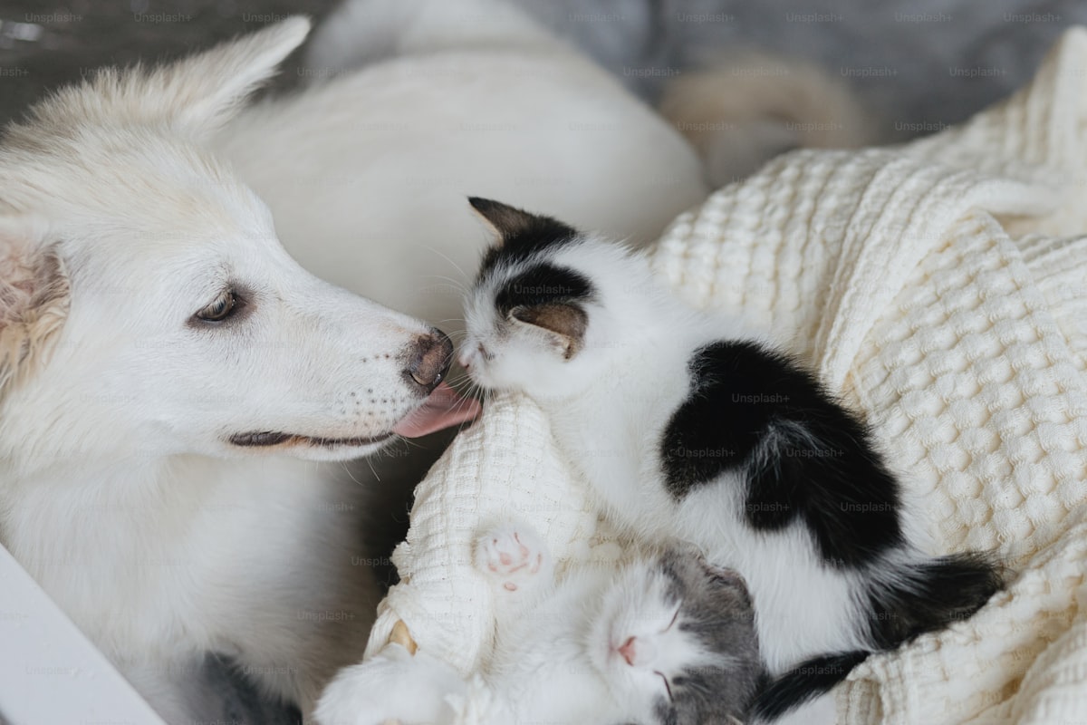 Happy pets at PAW HUB
